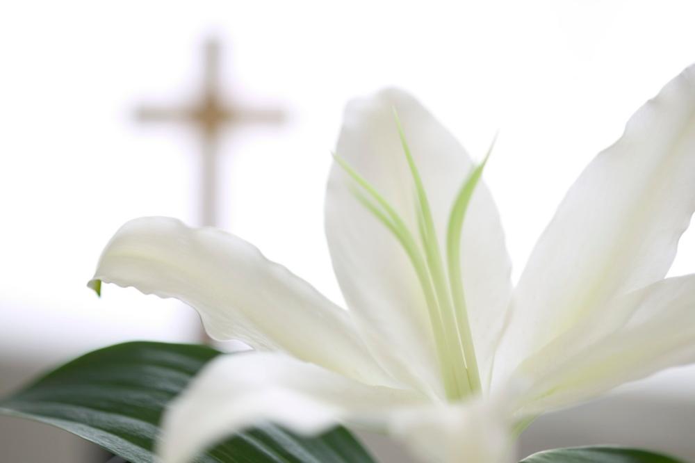 A picture of a white Easter Lilly